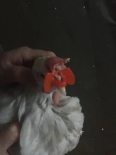 Gafas de plástico de 50 Uds., sin perno, para pollo, Paloma, faisán, anti-pecas, suministros para aves de corral