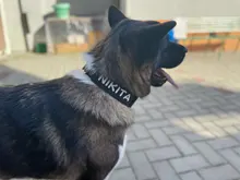 Necklace Name-Tags Dog-Collar KOMMILIFE Personalized For Dogs Nylon with Explosion-Proof