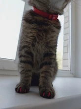 Tapas de uñas suaves para gatos, pegamento adhesivo 5x, aplicador 5x, XS, S, M, L, cubierta, gato, pata, garra, zot, 100 Uds.