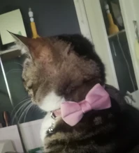 Velvet Cat Collar Bowknot Adjustable Safety Buckle Gatos Bow Tie Cat Accessories Collar