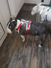 Truelove Front Nylon Dog Harness No Pull Vest Soft Adjustable Safety Harness For Dog