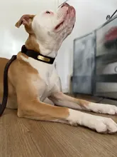 Leash-Set Lead Pet-Collars Dogs Pitbull Small Walking Real-Leather Personalized And 