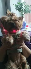 Collar LED de nailon para mascotas, fluorescente y luminoso, suministros para mascotas, correa de seguridad nocturna intermitente de seguridad que brilla en la oscuridad