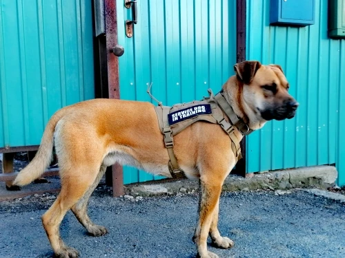 MEGA Tactical Dog Harness | Tactical Dog Vest | Military Dog Harnes photo review