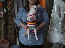 Gato bolsa frente mochila portador de chihuahua de perro de peluche mochila perros pequeños de mascotas productos para mascotas perros chien