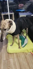 Jacket Clothing Coat Greyhound Waterproof Dog Dogs Large Super-Warm Medium Thick 