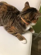 Id-Tag Bell Kitten Necklace Neck-Band Cat-Collar Name Personalized For Cats Puppies Engraving