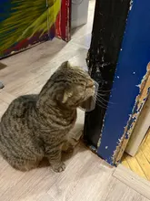 Cats Brush Pet-Product Groomer Cat-Massage Corner Comb Tickling The-Face with Rubs