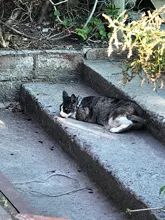 Necklace Cat-Accessories Cats-Bells-Collars Reflective Adjustable Buckles Fashion Nylon