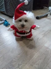 Christmas Pet Dog Cat Costumes Funny Santa Claus Costume For Dogs Cats Winter Warm Dog