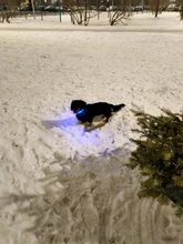 Pet-Supplies Leash Dog-Accessories Led-Collar Flashing Small Dog Night-Safety Rechargeable