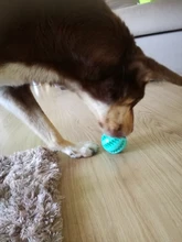 2020 nueva llegada None Cn (Origen) de caucho pelotas juguetes para perros