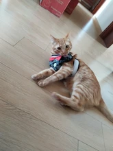 Elegante pajarita arnés tipo chaleco para perro con correa ajustable, Gato conjunto de Correa y arnés lindo arco nudo esmoquin para gatos gatito cachorro