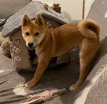 Bed-Mat Basket Kennel Sofa Pet-Products Dog-House Cat-Nest Puppy Cave Dogs Foldable Small