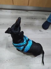 Vest-Collar Leash-Set Dog-Harness Reflective Small Adjustable Large Dog For Puppy Winter