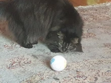 Ball Pet-Products Catnip PETONEER Smart Cat Rechargeable Automatic Toy Playing Funny Cat