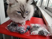 10pcs/lot Mini Colorful Cat Toys Plush False Mouse Toys for Cats Kitten Animal Funny