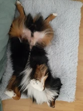 Blanket Mattress Cushion-House Sleeping-Cover Dogs Small Soft-Fleece Large Cat-Bed Puppy