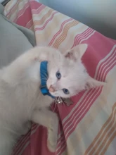 Collar de seguridad para gato, Collar de gatito personalizado de liberación rápida, Collar para gatos con campana para cachorro gatito