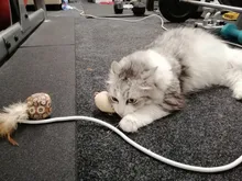 Cat-Toys Pet-Products Mice Catnip Animal Interactive
