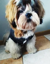 Pet-Dog-Clothes Jackets Coat Pets-Products Puppy-Cat-Clothing Pug-Outfits Small Dogs