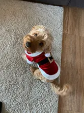 Costume Jackets Yorkie-Outfit Cat-Clothing Puppy Small Dogs Coat Hooded Pet-Dog Winter Dog