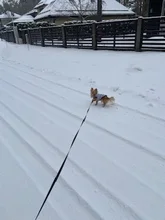 Pet Dog Winter Coat Small Dog Clothes Warm Dog Jacket Puppy Outfit Dog Coat Chihuahua