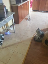 Fuente de agua automática para gatos y perros, alimentador para beber con filtro de carbón activo, tazón de bebida, dispensador eléctrico para gatos con alimentación USB fonte de agua para gato bebederos para perros