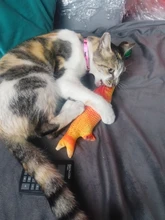 Cheap Pet Products Fish Toy Cat Scratch Board Scratching Post Catnip toys for Cat Pet