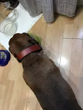 Dog-Collar Leash Engrave-Name Designer Personalized Luxury for Big Large And