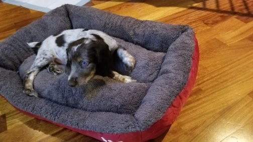 MEGA Dog Bed | Large Dog Bed | Medium Dog Bed | Large Dog Sofa photo review