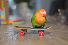 Juego de entrenamiento para mascotas, juguete de pájaro para mascotas, equipo interactivo para loros, actividades divertidas, loro, juguete para mascotas, Skateboard de baloncesto, 1Set