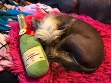 Plush-Dolls Dog-Toys Dog-Accessories Interactive-Toy Dogs Airdrop Puppy Game Chew-Molar