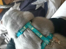 Leash-Set Harnesses Name-Tag Cats Kitten Customized Anti-Lost Nylon And with Blue Red