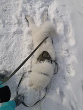 Vest Harness Collar Dog-Leash Pet-Dog German Shepherd Dogs K9 Walking Nylon Adjustable