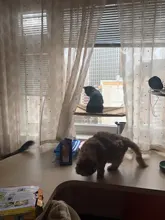 Cama que cuelga de la ventana para mascotas, 20kg, hamaca para gato y mascota, asiento tipo estante