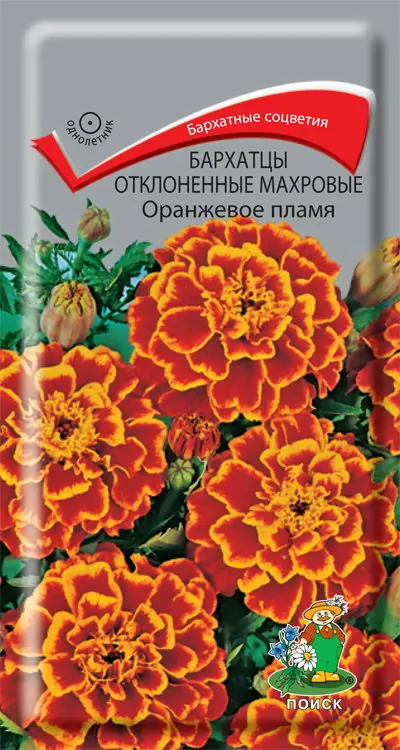 Бархатцы отклоненные bonanza flame. Бархатцы отклоненные махровые оранжевое пламя. Бархатцы отклоненные оранжевое пламя. Тагетес оранжевое пламя. Бархатцы отклоненные оранжевое пламя.