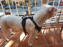 Adjustable Harness Dog-Accessories No-Pull-Vest Truelove Large Padded Pet-Dog Outdoor-Sport