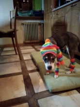 Pet-Puppy-Accessories Socks Hats Cat-Products Dogs-Knitted Small Chihuahua Little Winter