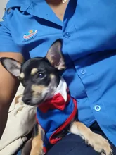 Ropa de perro chaleco, camisa para gato, perro, sudadera para mascotas, ropa de verano, disfraz de cachorro, pug, bulldog francés