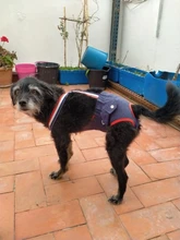 Panties Briefs Underwear Pet-Physiological-Pants Dog-Diaper Sanitary-Shorts Washable