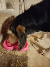 Pet Dog Bowl Healthy Soft rubber Slow Food Feeder Anti Choke travel bowl for Cat dog