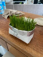 Bolsa de plantación de hierba de gato orgánica sin tierra, Kit de cultivo de aperitivos, hierba de gato, germinación de brotes para niños