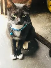 Collar de policarbonato para perros, hebillas ajustables con campana, correa para el cuello, suministros para mascotas, accesorios para perros pequeños, Chihuahua, Bulldogs, 1 unidad