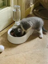 Tazón para perros y gatos, fuente de comida bebida con salida de agua automática, alimentadores antivolteo, tazón de alimentación de plástico, accesorios para mascotas