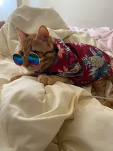 Gato gafas de perro productos para mascotas perrito ojo de gato ropa de perro gafas de sol fotos Accesorios suministros para mascotas de juguete