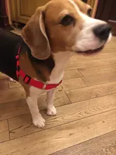 Arnés de nailon sin tirones para perro, arneses de perro mascota ajustables, chaleco para perros medianos y grandes, Pitbull Bulldog, Pastor Alemán, S-XL, negro