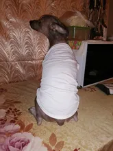 Camiseta de DIY estampado de Color sólido para perro, ropa fina y cómoda