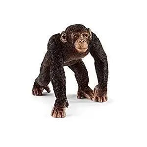 

Chimpance male toy store articles created Manual