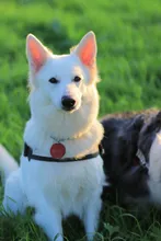 Harness Pet-Agility-Products Pet-Training Reflective Dog-Weight Walking for Padded-Nylon